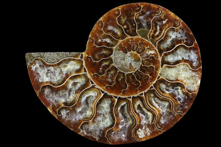 Agatized Ammonite Fossil (Half) - Madagascar #83806